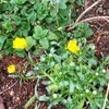 病理は定時に帰れる・・・病理に関する誤解（4/7）