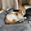 白ニャンコ先生と黒ニャンコ先生。