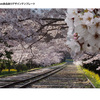 桜模様の手ぬぐい柄｜インクラインの桜並木