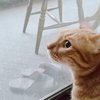 規則正しい猫さんの１日