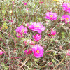 8月の花２