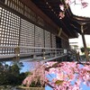 今年の桜はまだ間に合う！京都で混まずに桜を満喫する4つの方法