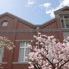 久しぶりに「造幣局の桜の通り抜け」へ行ってみた