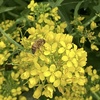 曇りの日の 花とミツバチ＾＾