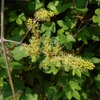 Vitis ficifolia　エビヅル