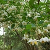 きずなの森には今エゴノキの花が満開