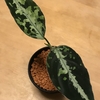 アグラオネマ ピクタム クシャトリヤ／Aglaonema pictum "Kshatriya" UC 