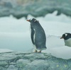 南極旅行17　ペンギンだらけのパラダイス湾と、チリ基地の郵便局