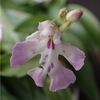 Amitostigma lepidum 'broad lip form'