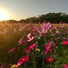 もう一つの日常 夕陽に燃える花畑と松谷みよ子の絵本