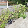 12/12 月曜日　雨上がりの朝