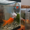 美しかった金魚のフナを忘れない