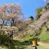 多摩森林科学園に桜を見に行く