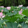 県立歴史館庭園と蓮池