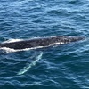 Whale watching at Gold Coast!