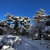 新雪の兼六園へ