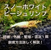 スノーホワイトビーシュリンプ繁殖・交配・混泳・飼育を詳しく解説！