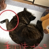 甲斐犬サン、手羽先に憧れるの巻〜*ଘ(੭*ˊᵕˋ)੭* ੈ✩‧₊