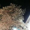 今年はまだ(日陰ならば)花見可能な帝都