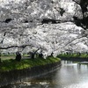 五条川（江南市から大口町）満開のソメイヨシノ並木　桜めぐり2024