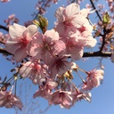 番茶と花唄、桜と夜更し