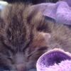 【かわいい】生後９日の子猫　精一杯鳴く・・・！【動画】