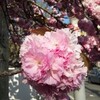 二〇一四年の八重桜　