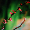 １１月1１日　誕生日の花・花言葉・歌句・万葉歌