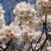三ツ池公園 桜 まつり 2020年 日程は？ 例年の開花状況は？