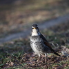 近所の公園を歩いて~写真散歩～２０２１年2月