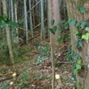 孟宗竹伐採はクイズの前に　moso bamboo felling before presenting a quiz