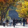 2024年11月13日（水）　胃腸がストライキ、仕事を拒否する。