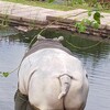 万博記念公園のカバさん