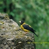 Black-and-yellow Grosbeak キンクロシメ　(北インドの鳥その10)