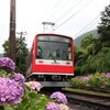 箱根登山鉄道と紫陽花2016