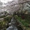 今日の桜