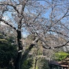 3/23WBCおめでとう🌸平日昼間の花見は無理だった🥺