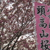 八重桜の里