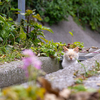 隣市南離島のねこさん