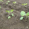 畑の夏の成長記録・続編🌿 