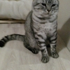 猫精霊達