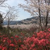 春の草花を探して…（竹林公園まで）