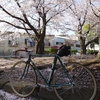 桜に誘われ30kmの普段着ライド