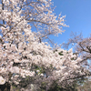 新宿御苑の桜