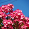 よくぞここまで・・・（薔薇「モーツァルト」）