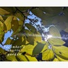 【１２月の庭】紅葉と落ち葉と冬の気配の庭に咲く寒椿