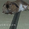 我が家のうさぎに観察される
