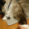 猫のご機嫌をとるのも大変