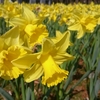 休日は茨城県の国営ひたち海浜公園でお花を見て癒されて、サイクリングをして充実した話