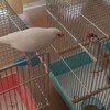 今日の放鳥④  意外なわさび